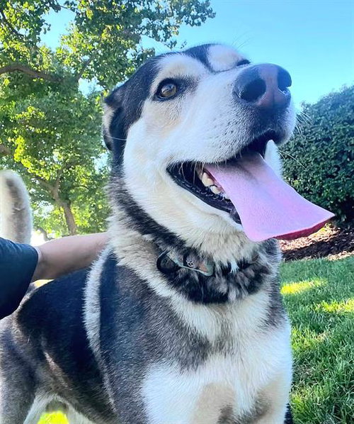 *NEVE CAMPBELL, a dog for adoption from Sacramento County Animal Care and Regulation