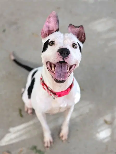 Janet Leigh - Pit Bull Terrier