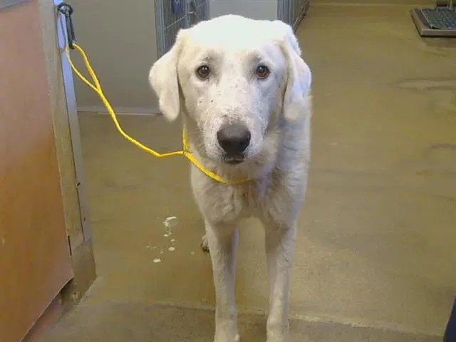 Ben - Great Pyrenees