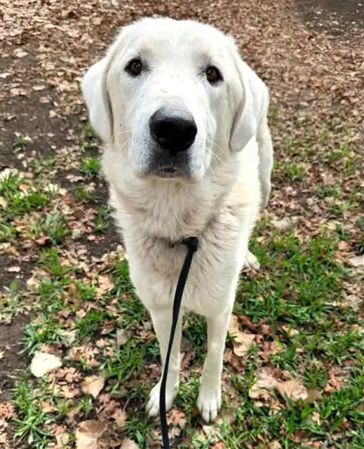 Ben - Great Pyrenees