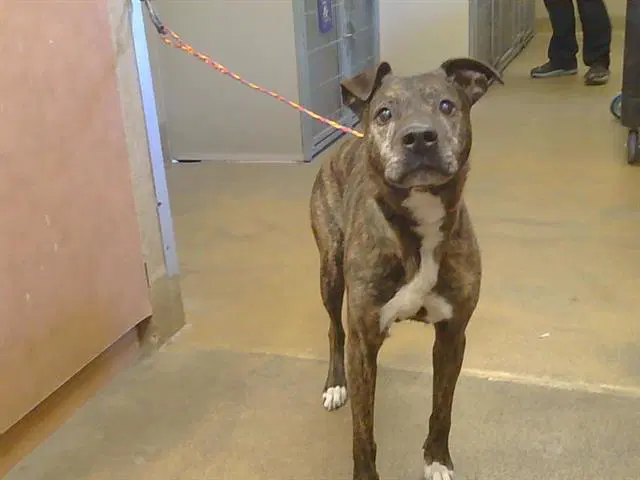 Rocko - Staffordshire Bull Terrier