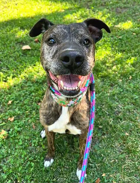 Rocko - Staffordshire Bull Terrier