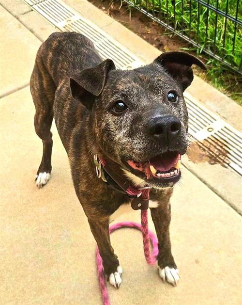 ROCKO, a dog for adoption from Sacramento County Animal Care and Regulation