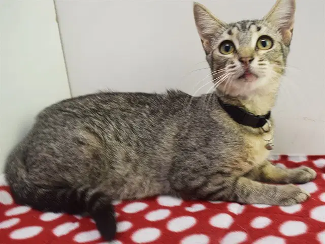 Hazel - Domestic Short Hair