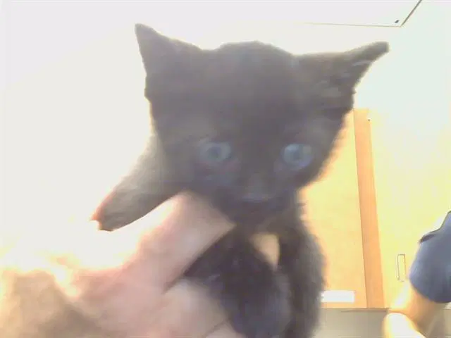 Unknown - Domestic Short Hair