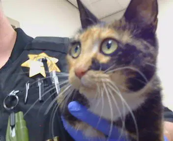 Unknown - Domestic Short Hair