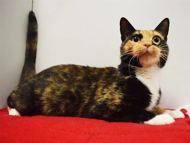 Unknown - Domestic Short Hair