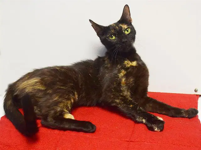Karla - Domestic Short Hair