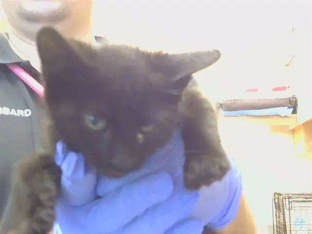 Jerry Ann - Domestic Short Hair