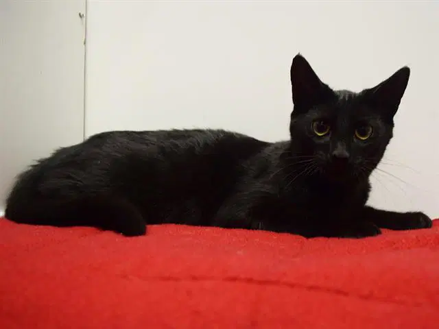 Jerry Ann - Domestic Short Hair