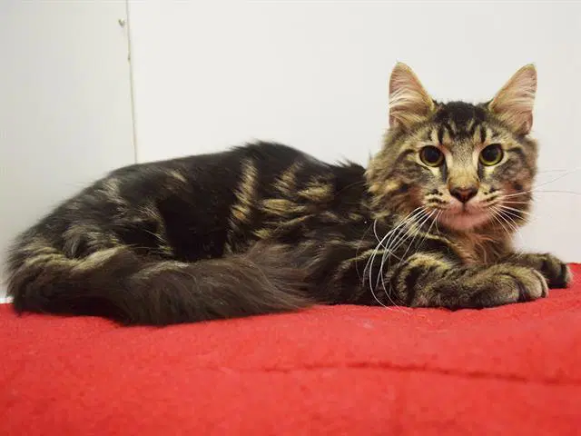 Norbert - Domestic Long Hair