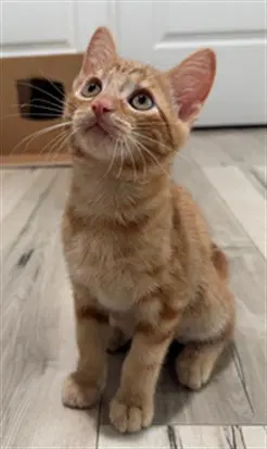 Arthur - Domestic Short Hair