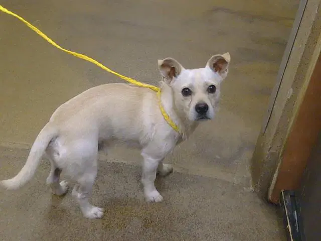 Unknown - Cairn Terrier
