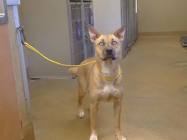 Unknown - Pit Bull Terrier