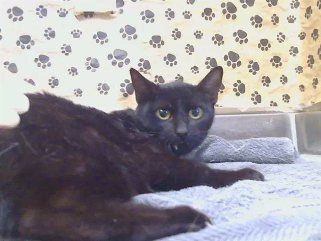 Unknown - Domestic Short Hair