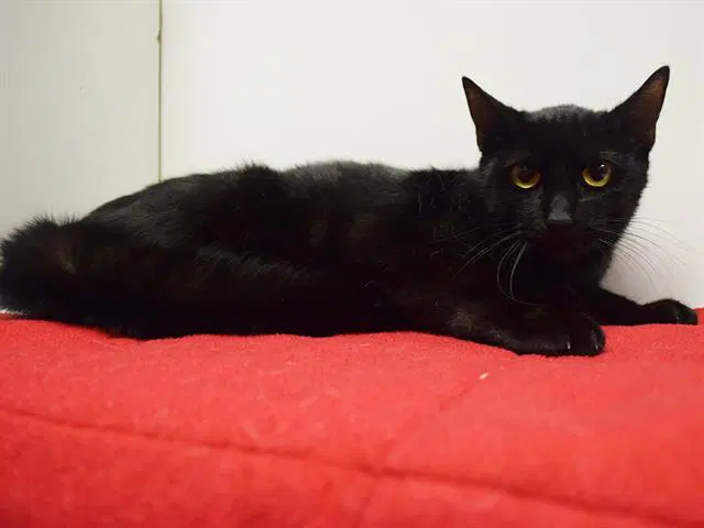 Unknown - Domestic Short Hair
