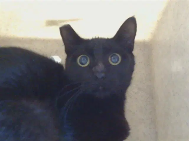 Unknown - Domestic Short Hair