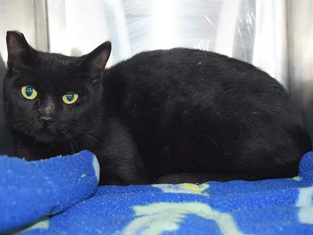 Unknown - Domestic Short Hair