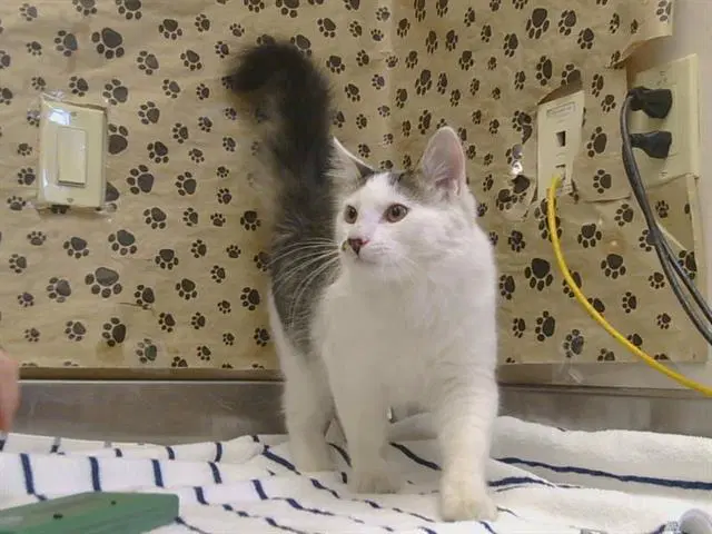 Unknown - Domestic Medium Hair