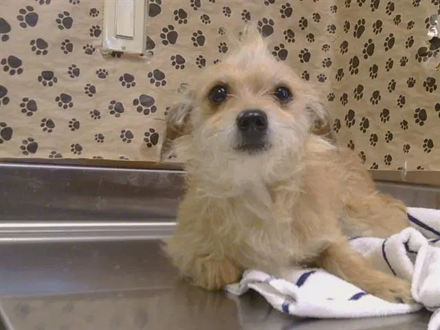 Unknown - Cairn Terrier