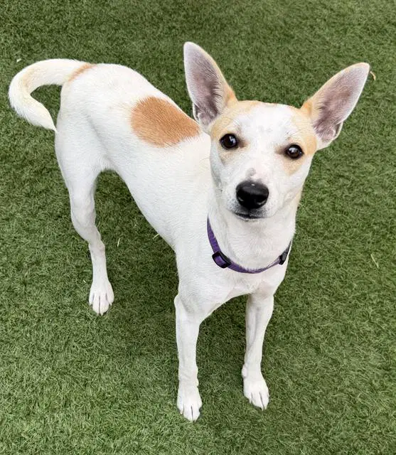 Unknown - Rat Terrier