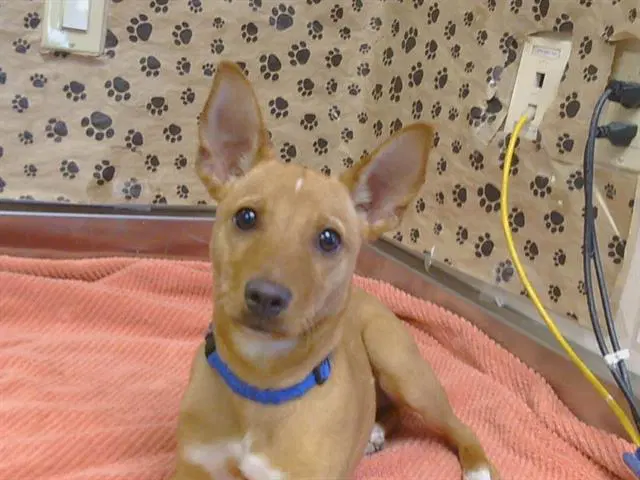 Unknown - Rat Terrier