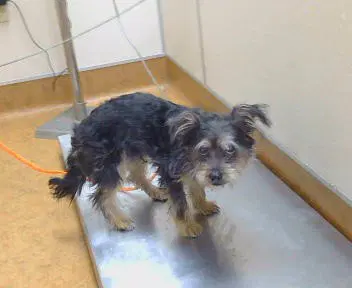 Unknown - Cairn Terrier