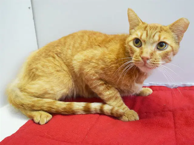 Honeybee - Domestic Short Hair