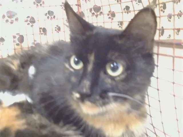 Yasmin - Domestic Short Hair