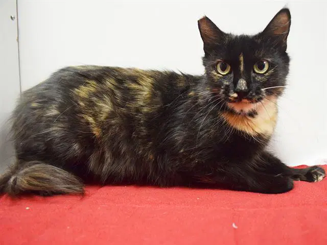 Yasmin - Domestic Medium Hair