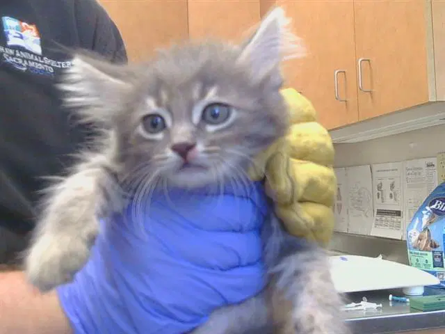 Peru - Domestic Short Hair