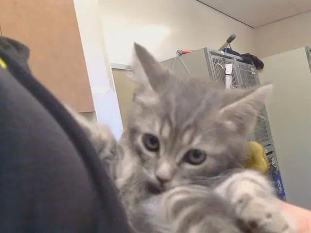 Argentina - Domestic Short Hair