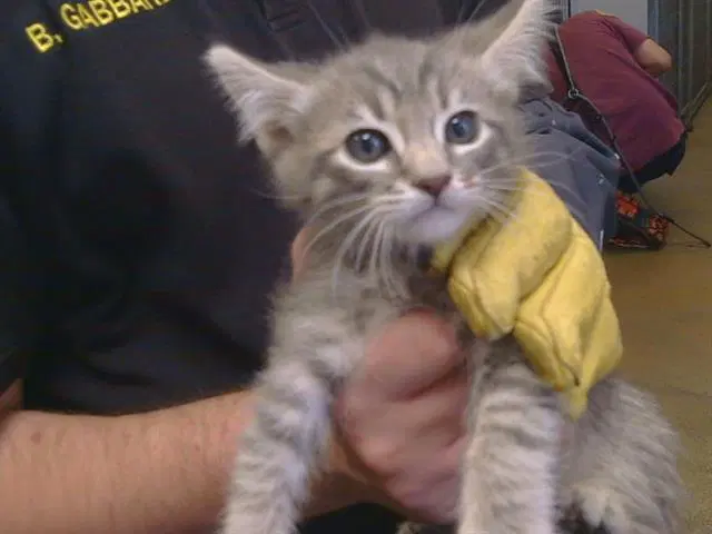 Uruguay - Domestic Short Hair