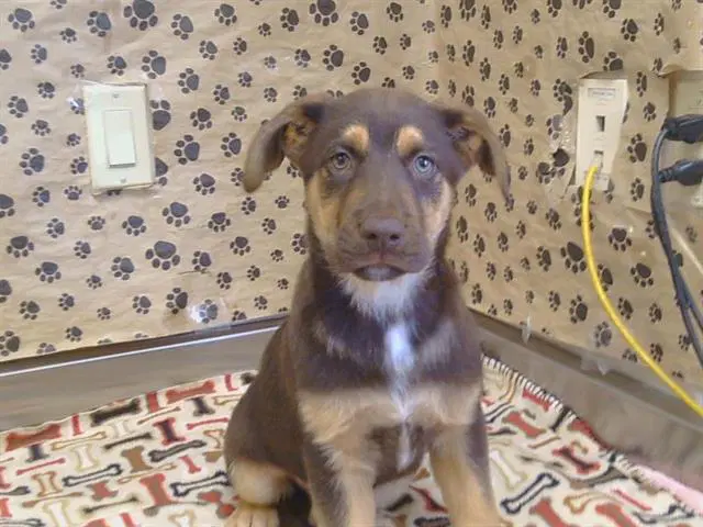 Unknown - German Shepherd Dog
