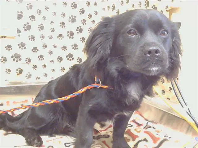 Unknown - English Springer Spaniel