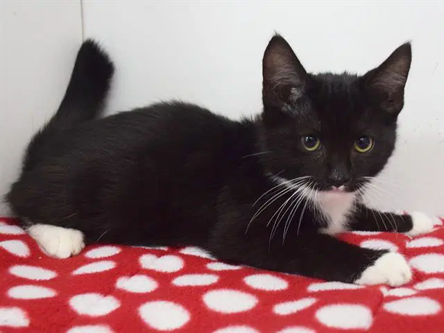 Unknown - Domestic Short Hair