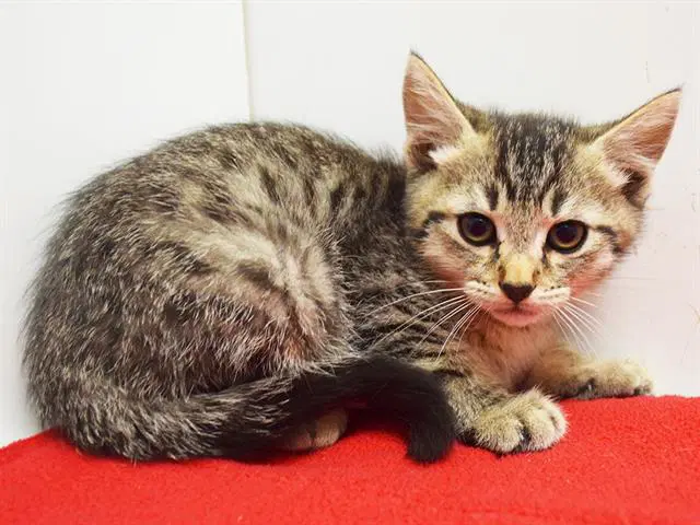 Kenny - Domestic Short Hair
