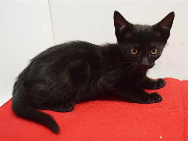 Jazz - Domestic Short Hair