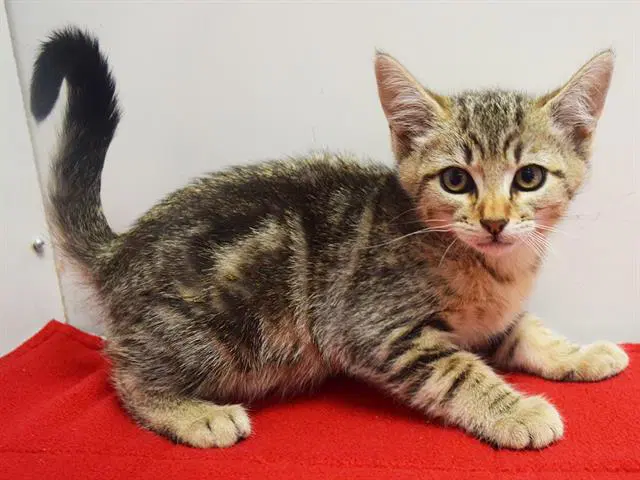 Zion - Domestic Short Hair
