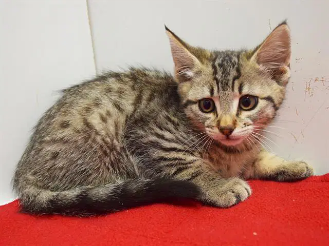 Maddie - Domestic Short Hair