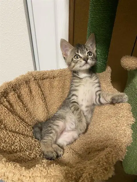 Toby - Domestic Short Hair