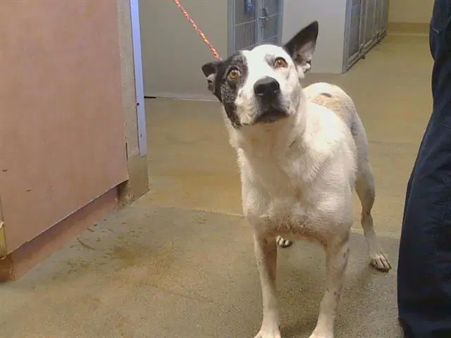 Sally Sue - Australian Cattle Dog/Blue Heeler