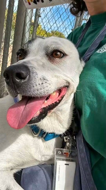 *SALLY SUE, a dog for adoption from Sacramento County Animal Care and Regulation