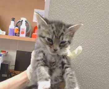 Unknown - Domestic Short Hair