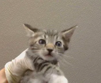 Unknown - Domestic Short Hair