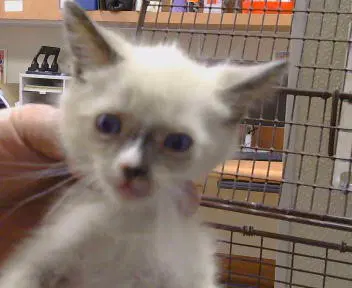Unknown - Domestic Short Hair