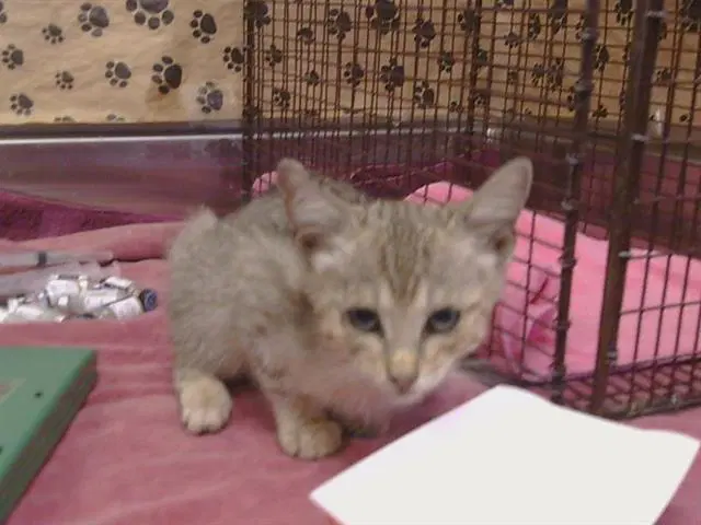 Unknown - Domestic Short Hair