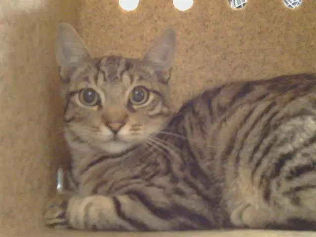 Unknown - Domestic Short Hair