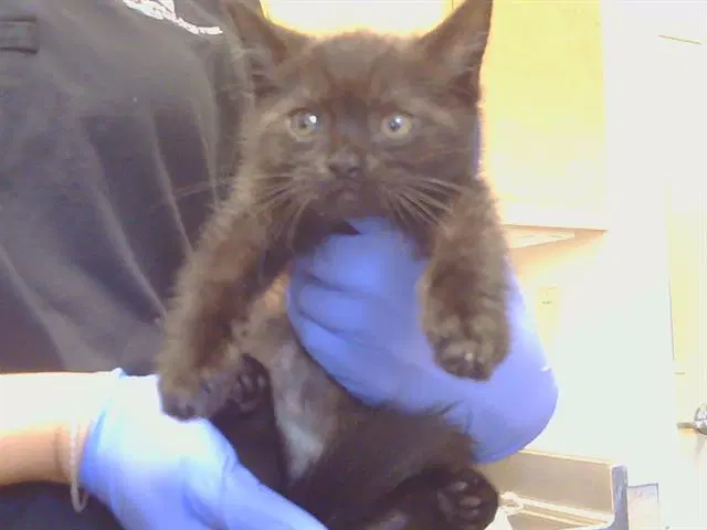 Unknown - Domestic Short Hair