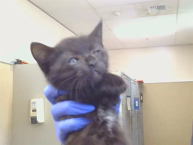 Unknown - Domestic Short Hair